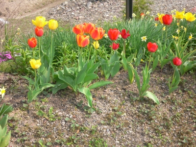 チューリップの花言葉は？ | 鉄骨住宅や工場・施設なら丹波市の工務店「栄伸建設」