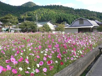 秋桜(コスモス)が満開です。 | 鉄骨住宅や工場・施設なら丹波市の工務店「栄伸建設」