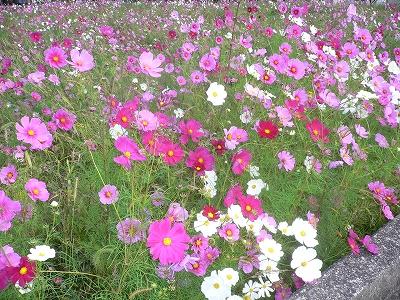 秋桜(コスモス)が満開です。 | 鉄骨住宅や工場・施設なら丹波市の工務店「栄伸建設」