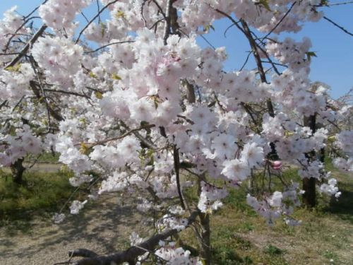 桜の季節もいつの間に | 鉄骨住宅や工場・施設なら丹波市の工務店「栄伸建設」