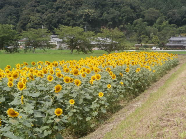 ひまわりの花が見頃です | 鉄骨住宅や工場・施設なら丹波市の工務店「栄伸建設」