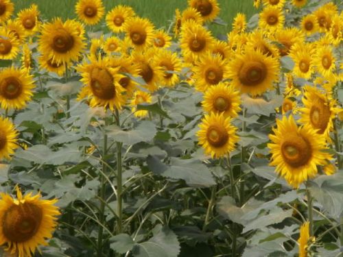 ひまわりの花が見頃です | 鉄骨住宅や工場・施設なら丹波市の工務店「栄伸建設」